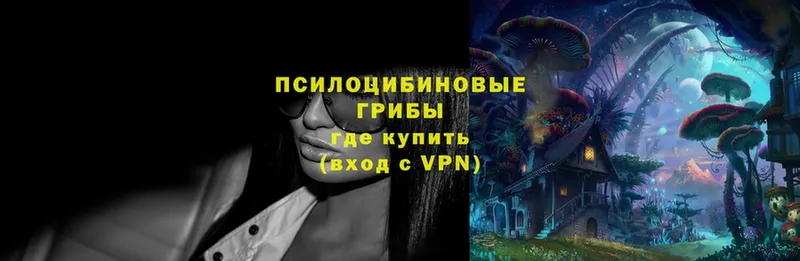 Псилоцибиновые грибы Psilocybe  наркошоп  Голицыно 